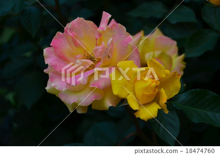 Roses of Jindai Botanic Gardens 18474760