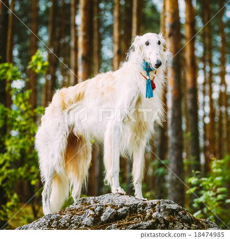 White Russian Borzoi, Hunting Dog standing on a 18474985