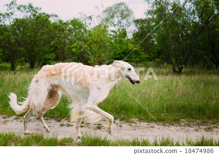 White Russian Borzoi hunting in autumn forest. 18474986