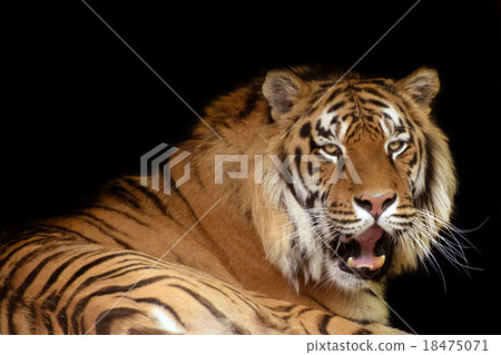 Tiger against black background 18475071