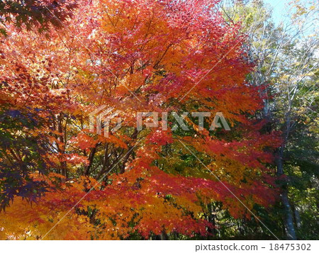 秋天的樹葉 秋天的樹葉 18475302