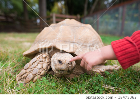 孩子的手觸摸烏龜 18475362