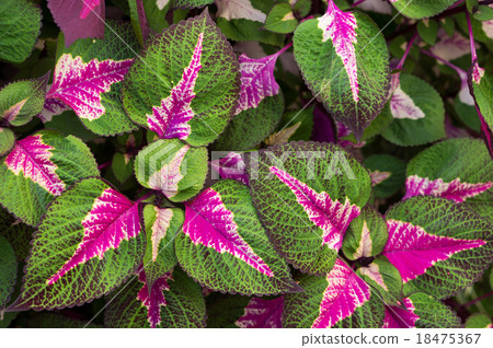 錦紫蘇 錦紫蘇 18475367