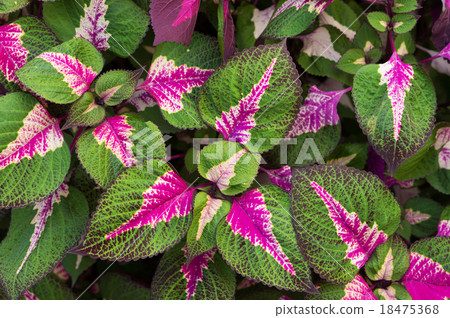 Coleus 18475368