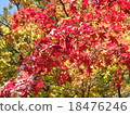 Autumn leaves 18476246