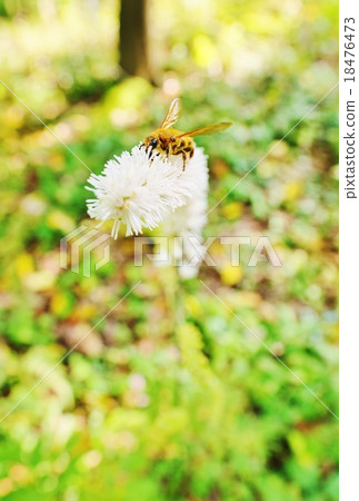 Bees and Sarashina Shuma 18476473