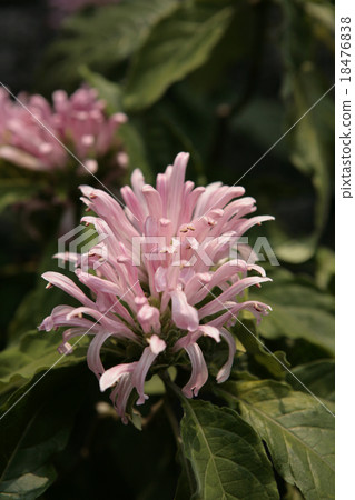 Coral flowers Coral flowers 18476838