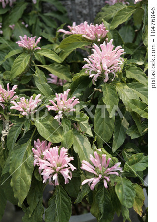 Coral flowers 18476846