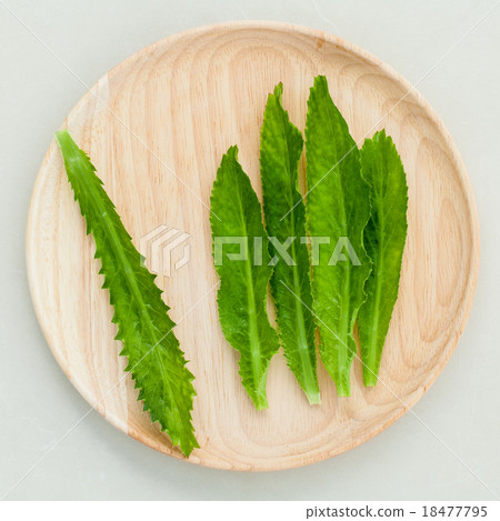 Culantro, Long coriander, Sawtooth coriander. 18477795