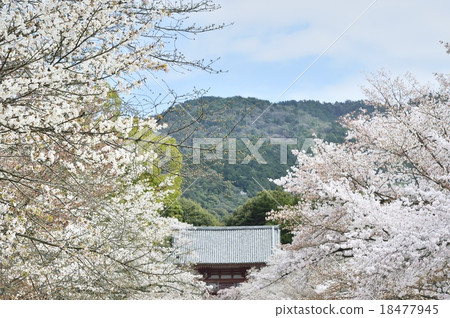 Daigoji Temple in spring Daigoji Temple in spring 18477945