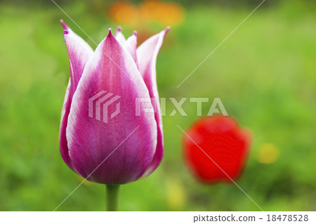 Purple tulip Purple tulip 18478528