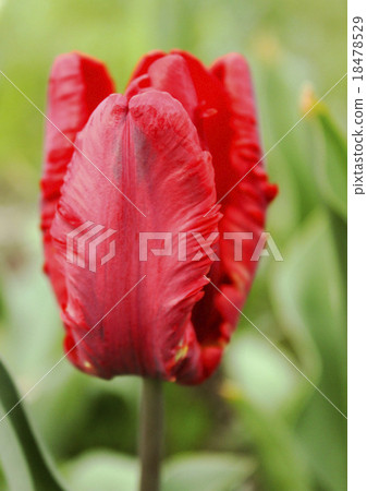 Red double tulip 18478529