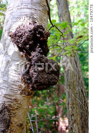 Kabano Anatake 18479778