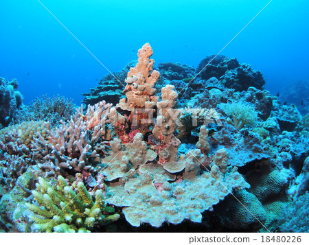 Various kinds of coral spreading in Palau 18480226