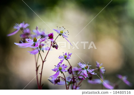 Capital flower flowers 18480516