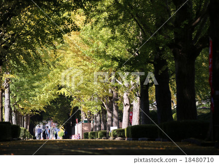 銀杏aki 銀杏aki 18480710