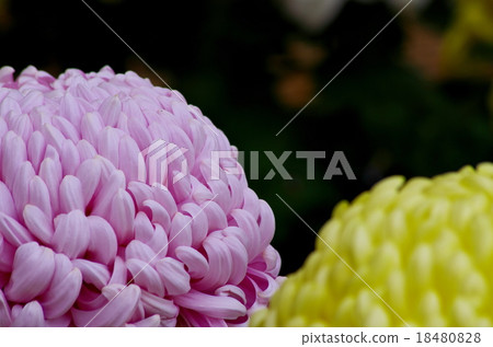 Chrysanthemum   Chrysanthemum   18480828