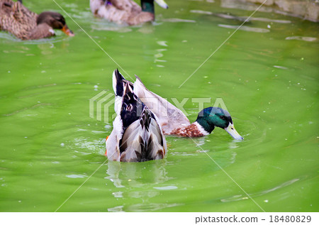 Duck duck diving 18480829