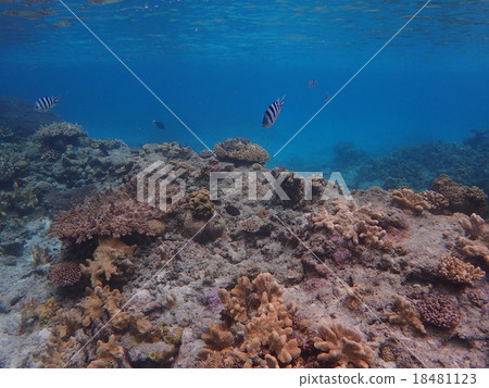 熱帶魚和珊瑚礁 熱帶魚和珊瑚礁 18481123