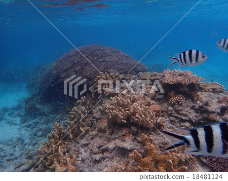 熱帶魚和珊瑚礁 熱帶魚和珊瑚礁 18481124