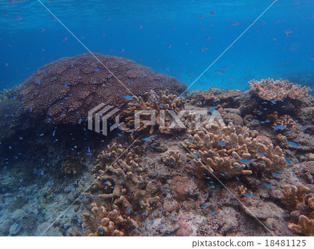 熱帶魚和珊瑚礁 熱帶魚和珊瑚礁 18481125