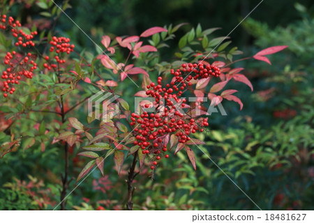 nantenさん用ページ④ Natural plant Nanten, the reading of 
