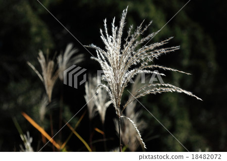 Natural plant ogre, figure is Suzuki, beautiful with spikes shining silver more when looking at backlight ① Natural plant ogre, figure is Suzuki, beautiful with spikes shining silver more when looking at backlight ① 18482072