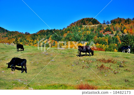 長野縣松川谷的山田牧場 18482173
