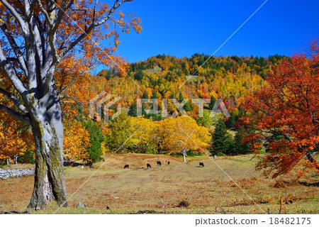長野縣松川谷的山田牧場 18482175