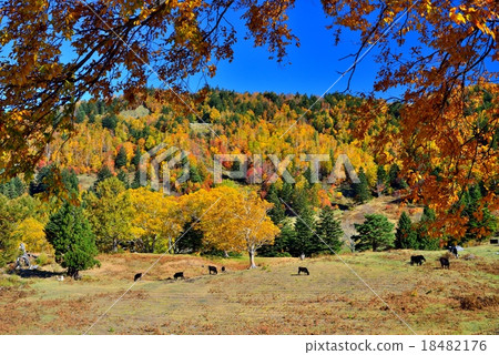 Yamada Ranch in Matsukawa Valley, Nagano Prefecture 18482176