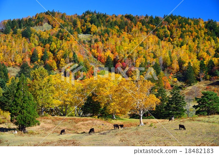長野縣松川谷的山田牧場 18482183