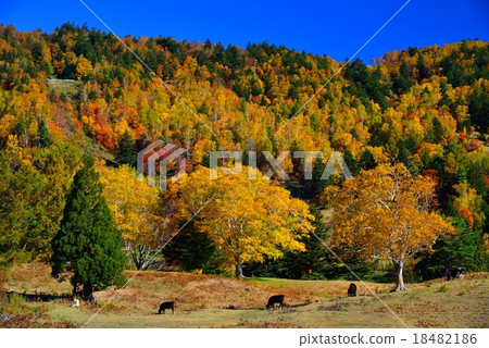 Yamada Ranch in Matsukawa Valley, Nagano Prefecture 18482186