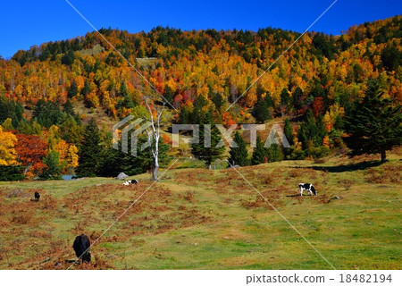 Yamada Ranch in Matsukawa Valley, Nagano Prefecture 18482194