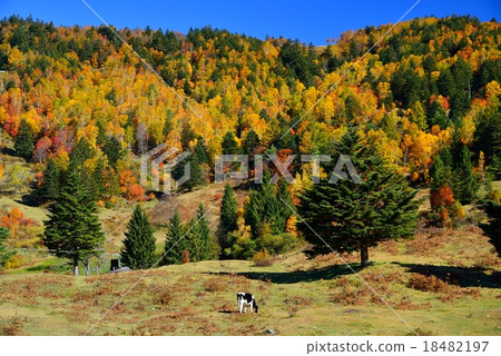 Yamada Ranch in Matsukawa Valley, Nagano Prefecture 18482197