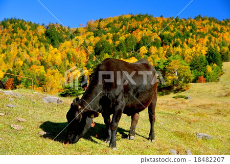 Yamada Ranch in Matsukawa Valley, Nagano Prefecture 18482207