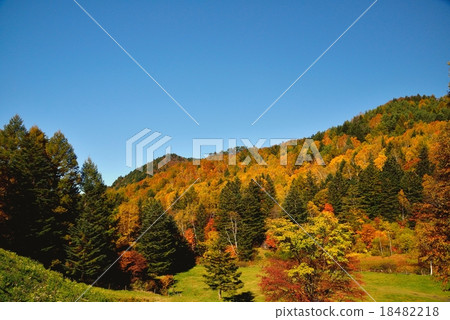 Autumn leaves of Matsukawa Valley, Nagano prefecture 18482218