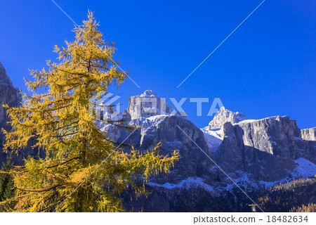 Lyca yellow loaf beautiful Dolomiti region Lyca yellow loaf beautiful Dolomiti region 18482634