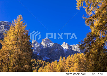 Lyca yellow loaf beautiful Dolomiti region 18482709