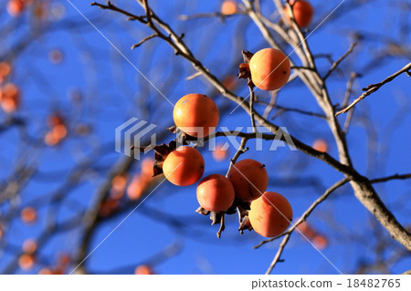 Natural plants oyster mushrooms, "hato" after eating seems to be a medicine for hiccups 18482765