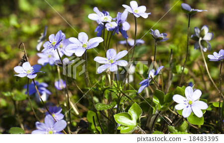 blue glades blue glades 18483395