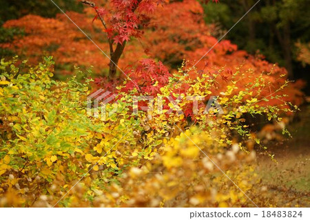 Hagi's yellow leaves Hagi's yellow leaves 18483824