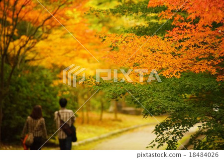 森林公園 森林公園 18484026