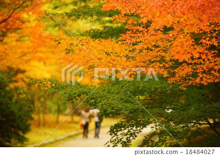 Momiji在森林公園 18484027