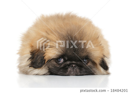 Pekingese puppy Pekingese puppy 18484201