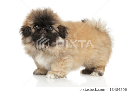 Pekingese puppy on white background 18484206