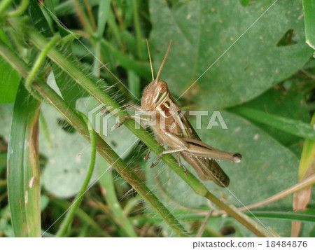 巴坦加粳稻 18484876