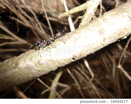 Togeari family 18484877