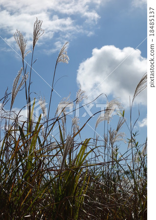 Susuki and blue sky, clouds (vertical) 18485137