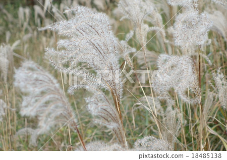 Susumino Group and Autumn Wind 18485138