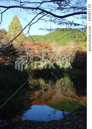 Beech originating forest on the lake 18485139